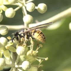 Vespula germanica (European Wasp, German Yellowjacket Wasp) at Higgins, ACT - 31 Mar 2019 by AlisonMilton