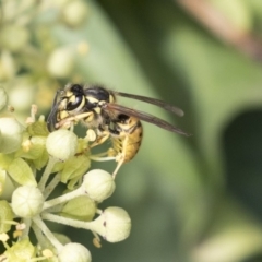 Vespula germanica at Higgins, ACT - 31 Mar 2019 09:38 AM