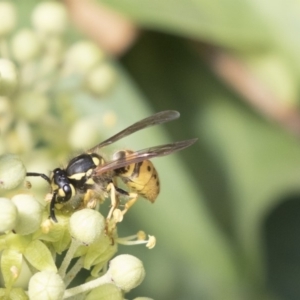 Vespula germanica at Higgins, ACT - 31 Mar 2019 09:38 AM