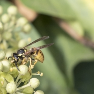 Vespula germanica at Higgins, ACT - 31 Mar 2019