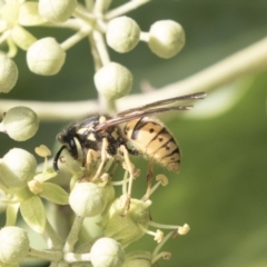 Vespula germanica at Higgins, ACT - 31 Mar 2019 09:38 AM