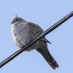 Ocyphaps lophotes (Crested Pigeon) at Higgins, ACT - 31 Mar 2019 by AlisonMilton