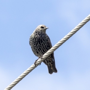 Sturnus vulgaris at Higgins, ACT - 31 Mar 2019 10:00 AM