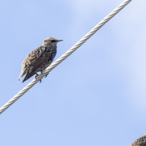 Sturnus vulgaris at Higgins, ACT - 31 Mar 2019 10:00 AM