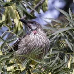 Anthochaera carunculata (Red Wattlebird) at Higgins, ACT - 30 Mar 2019 by Alison Milton