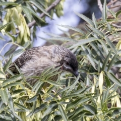 Anthochaera carunculata at Higgins, ACT - 31 Mar 2019 09:59 AM