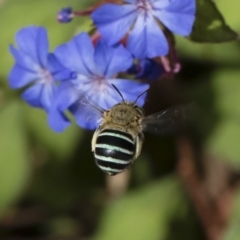 Amegilla (Zonamegilla) asserta (Blue Banded Bee) at Illilanga & Baroona - 22 Mar 2019 by Illilanga
