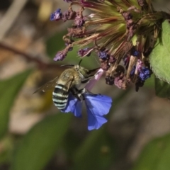 Amegilla (Zonamegilla) asserta at Michelago, NSW - 22 Mar 2019 02:28 PM