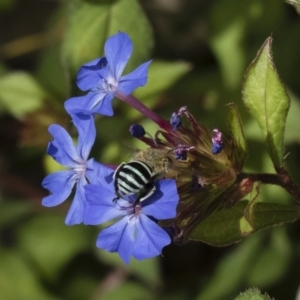 Amegilla (Zonamegilla) asserta at Michelago, NSW - 22 Mar 2019 02:28 PM