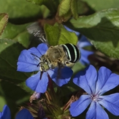 Amegilla (Zonamegilla) asserta at Michelago, NSW - 22 Mar 2019