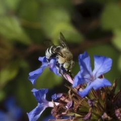 Amegilla (Zonamegilla) asserta at Michelago, NSW - 22 Mar 2019 02:28 PM