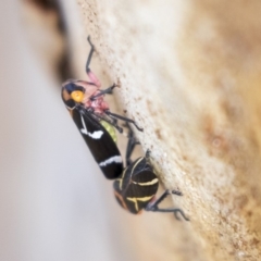 Eurymeloides pulchra (Gumtree hopper) at Higgins, ACT - 31 Mar 2019 by AlisonMilton