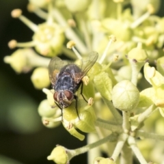 Tachinidae (family) (Unidentified Bristle fly) at Higgins, ACT - 31 Mar 2019 by AlisonMilton