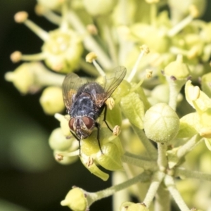 Tachinidae (family) at Higgins, ACT - 31 Mar 2019