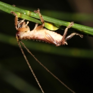 Gryllacrididae (family) at Guerilla Bay, NSW - 29 Mar 2019 09:05 PM