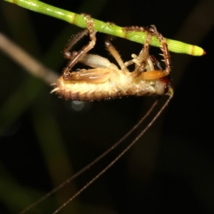 Gryllacrididae (family) at Guerilla Bay, NSW - 29 Mar 2019 09:05 PM