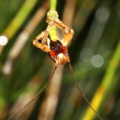 Gryllacrididae (family) at Guerilla Bay, NSW - 29 Mar 2019 09:05 PM