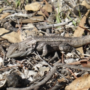 Amphibolurus muricatus at Isaacs Ridge - 31 Mar 2019