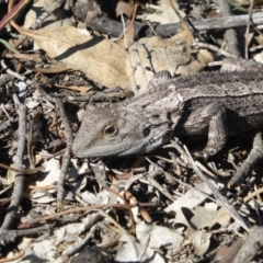 Amphibolurus muricatus at Isaacs Ridge - 31 Mar 2019