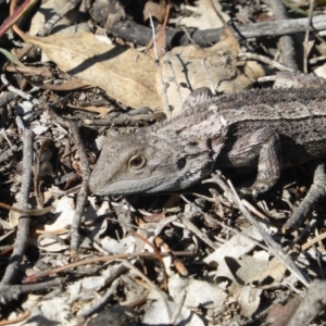 Amphibolurus muricatus at Isaacs Ridge - 31 Mar 2019