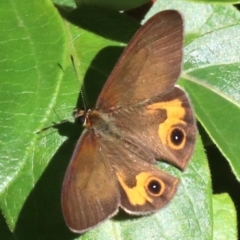 Hypocysta metirius (Brown Ringlet) at Rosedale, NSW - 30 Mar 2019 by jbromilow50