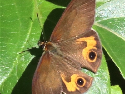 Hypocysta metirius (Brown Ringlet) at Rosedale, NSW - 30 Mar 2019 by jb2602