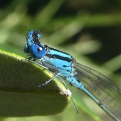 Pseudagrion microcephalum (Blue Riverdamsel) at Undefined, NSW - 26 Mar 2019 by HarveyPerkins