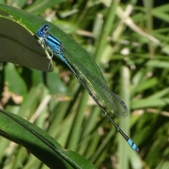 Pseudagrion microcephalum at Undefined, NSW - 26 Mar 2019 11:32 AM