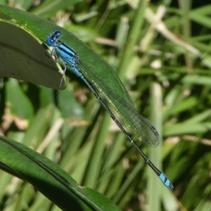 Pseudagrion microcephalum at Undefined, NSW - 26 Mar 2019 11:32 AM