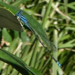 Pseudagrion microcephalum at Undefined, NSW - 26 Mar 2019