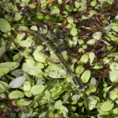 Ischnura aurora (Aurora Bluetail) at Barunguba (Montague) Island - 25 Mar 2019 by HarveyPerkins