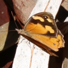 Heteronympha merope (Common Brown Butterfly) at Rosedale, NSW - 31 Mar 2019 by jb2602