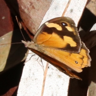 Heteronympha merope (Common Brown Butterfly) at Rosedale, NSW - 31 Mar 2019 by jb2602