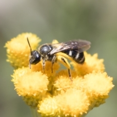 Lasioglossum (Chilalictus) sp. (genus & subgenus) (Halictid bee) at Michelago, NSW - 12 Jan 2019 by Illilanga