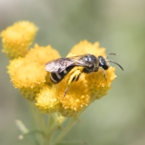 Lasioglossum (Chilalictus) sp. (genus & subgenus) at Michelago, NSW - 12 Jan 2019