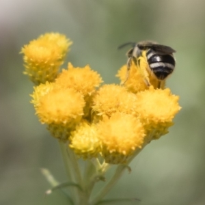 Lasioglossum (Chilalictus) sp. (genus & subgenus) at Michelago, NSW - 12 Jan 2019