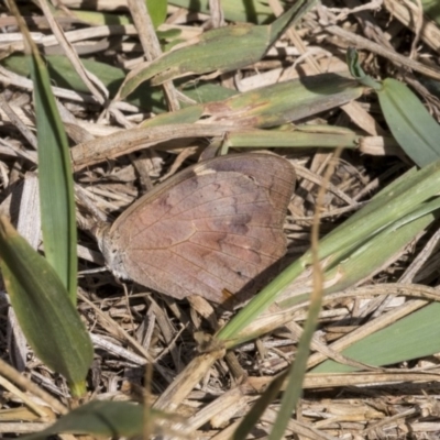 Heteronympha merope (Common Brown Butterfly) at Higgins, ACT - 31 Mar 2019 by AlisonMilton