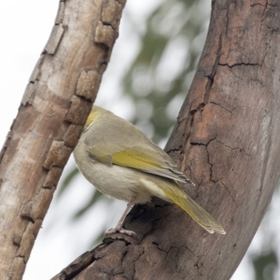 Ptilotula penicillata (White-plumed Honeyeater) at Higgins, ACT - 31 Mar 2019 by AlisonMilton