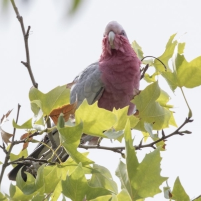 Eolophus roseicapilla (Galah) at Higgins, ACT - 31 Mar 2019 by AlisonMilton