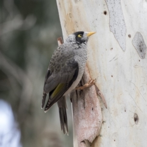 Manorina melanocephala at Higgins, ACT - 31 Mar 2019 10:49 AM