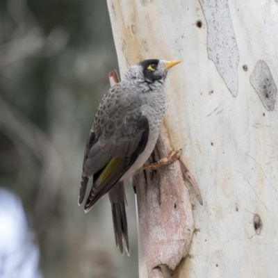 Manorina melanocephala (Noisy Miner) at Higgins, ACT - 31 Mar 2019 by AlisonMilton