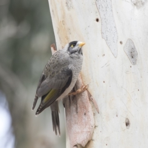 Manorina melanocephala at Higgins, ACT - 31 Mar 2019