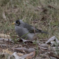 Manorina melanocephala at Higgins, ACT - 31 Mar 2019