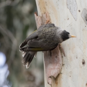 Manorina melanocephala at Higgins, ACT - 31 Mar 2019 10:49 AM