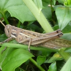 Austracris proxima (Spur-throated locust) at Undefined, NSW - 23 Mar 2019 by HarveyPerkins