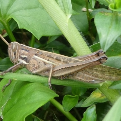 Austracris proxima (Spur-throated locust) at Barunguba (Montague) Island - 23 Mar 2019 by HarveyPerkins