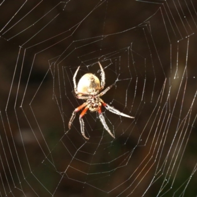 Hortophora sp. (genus) (Garden orb weaver) at Guerilla Bay, NSW - 29 Mar 2019 by jb2602