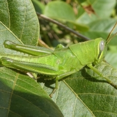 Austracris proxima (Spur-throated locust) at Undefined, NSW - 21 Mar 2019 by HarveyPerkins