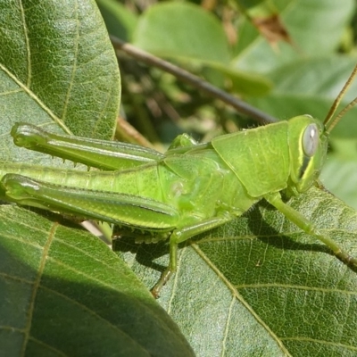 Austracris proxima (Spur-throated locust) at Barunguba (Montague) Island - 20 Mar 2019 by HarveyPerkins