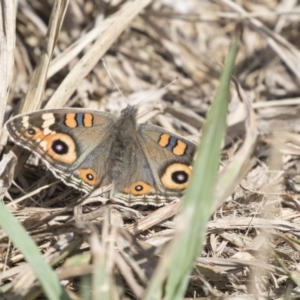 Junonia villida at Higgins, ACT - 31 Mar 2019